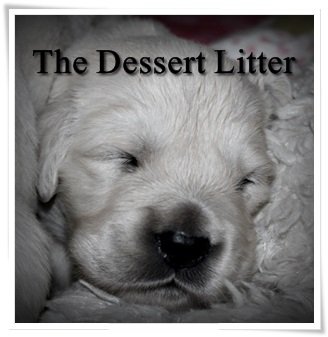 Dessertlitter