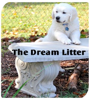 dreamlitter