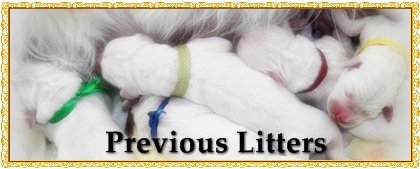 previouslitters